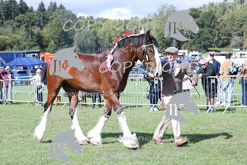 APP_3200 - Class 3 Youngstock