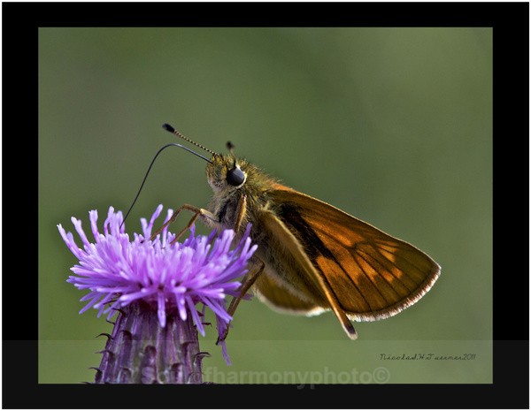 Large Skipper - Invertebrate's Macro