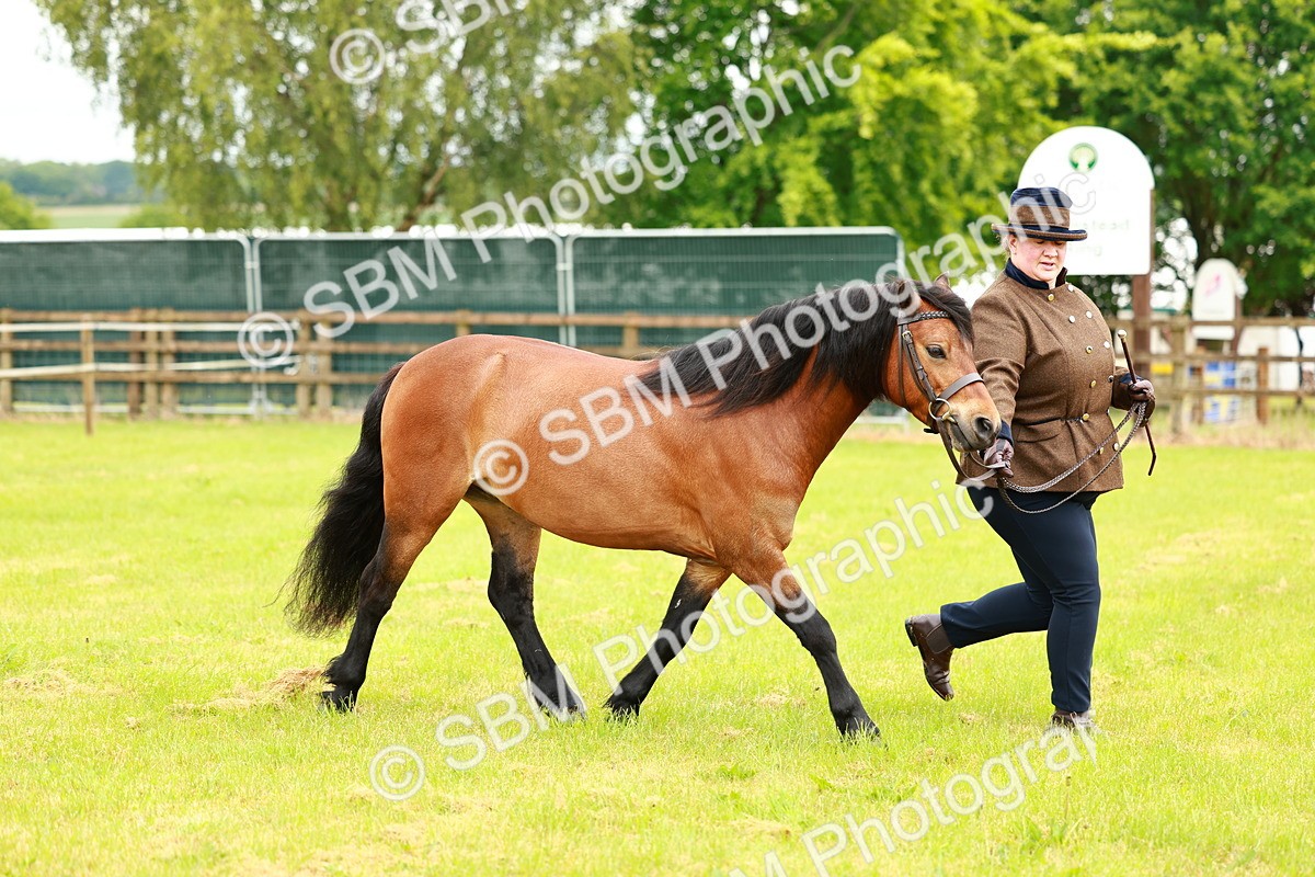SBM_00275 - Class 58-67 - M&M Non Welsh Pony In hand