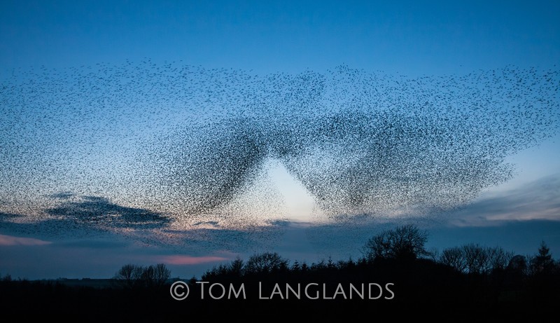 Starlings - Starlings and Murmurations