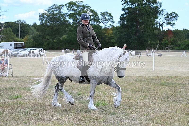 WJ7_4921 - Class 12 Ridden Cob