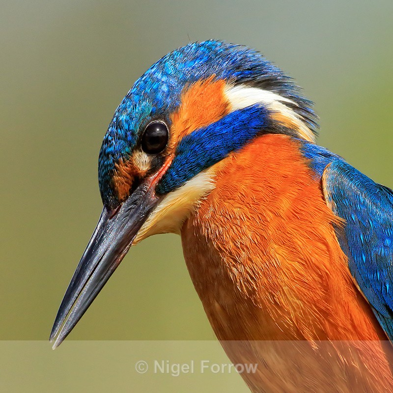 Kingfisher (male) close-up in bright sunshine, Scotland - Kingfisher