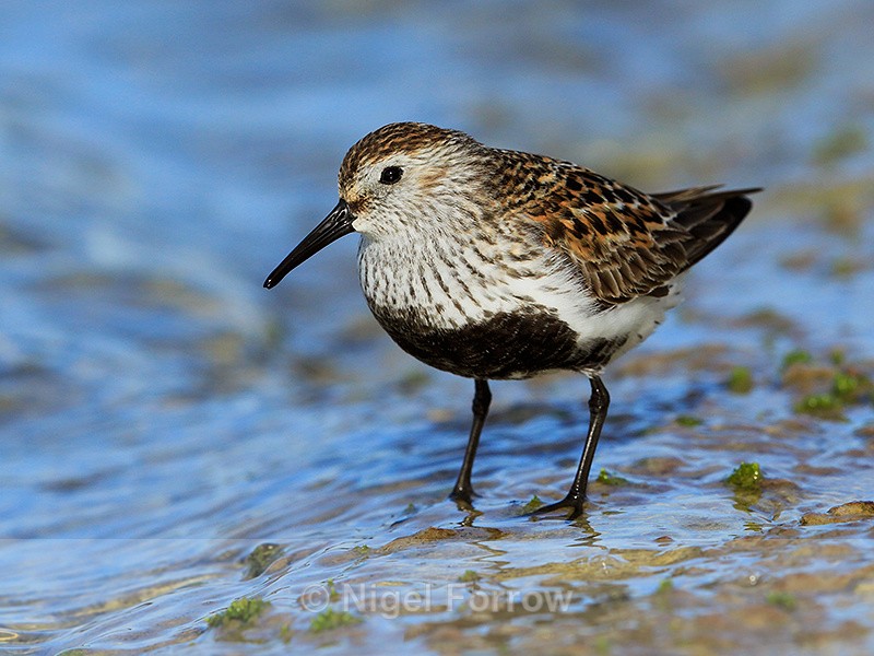 Dunlin (breeding plumage) wading in the water at Farmoor - Dunlin
