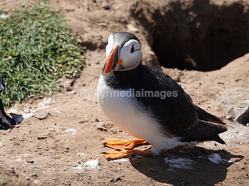 DSC00327 - Skomer 2019