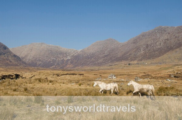 Two Gray Mare Ponies, Co.Galway, Ireland - IRISH FARM ANIMALS