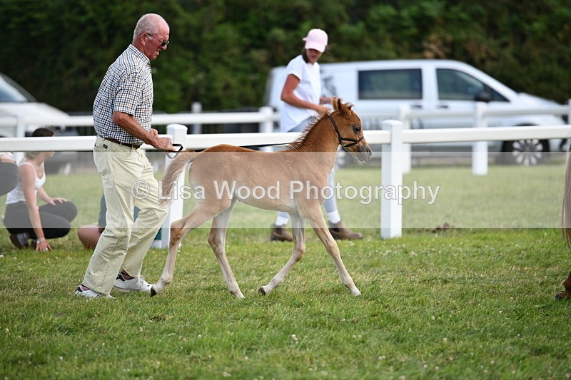 DSC_8467 - Class 69: Pure, Anglo & Part Bred In Hand Arab