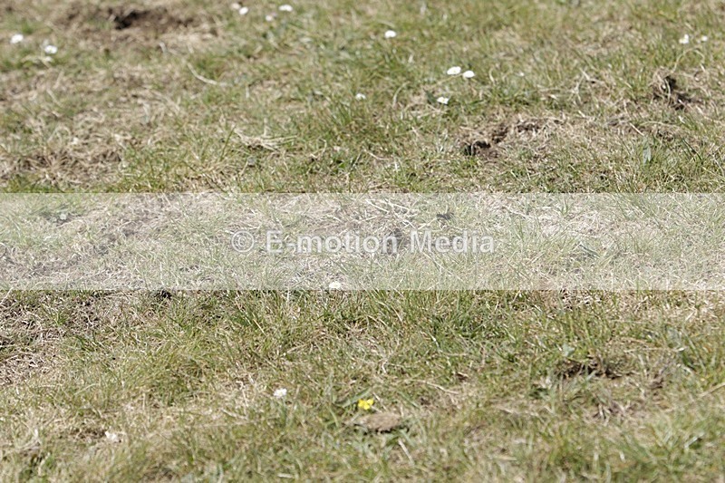 BVHT 140517 N-370 - Class 2 SJ Novice 14/05/17