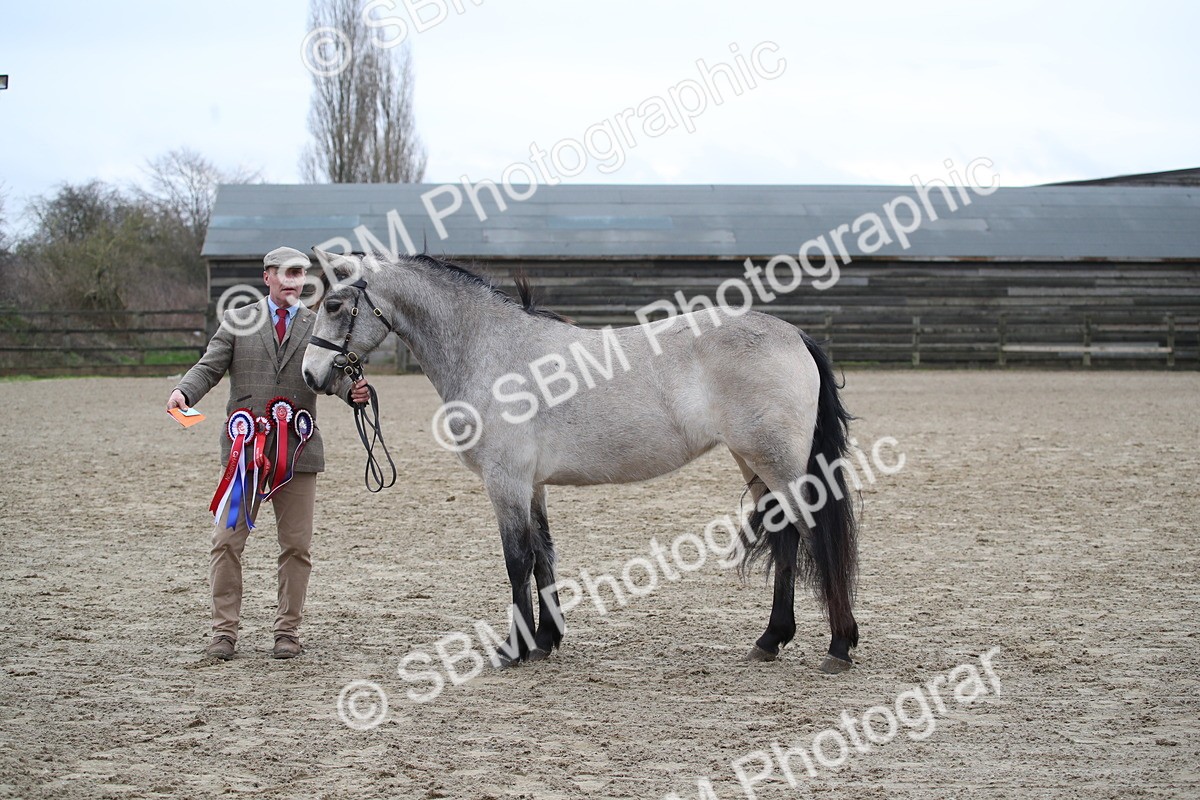SBM_004121 - Class 1-4 - Young Stock classes Inc. In Hand Championship