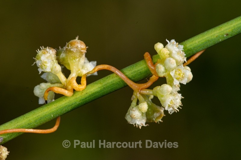 Field Dodder (Cuscuta campestris) - Wild Flowers - 2