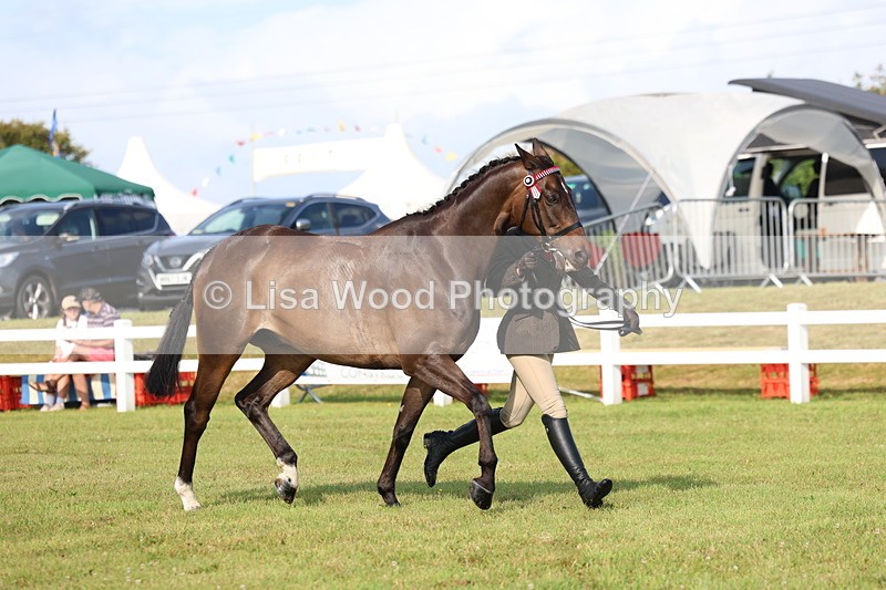 3E7A8374 - Class 2: Rising Star Large Hack/Riding Horse
