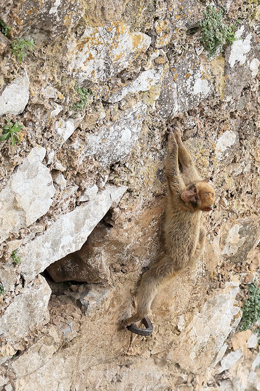 Young Barbary Macaque climbing wall, Rock of Gibraltar - Monkey
