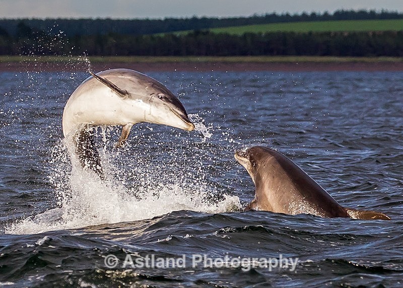 Astland Photography, Bird and Wildlife Images, Susan and Peter Wilson, U.K.