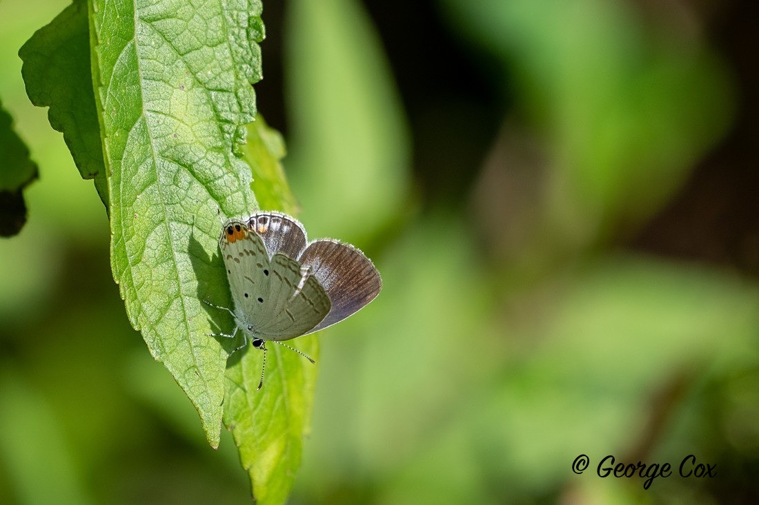 Oriental Cupid - Sri Lanka