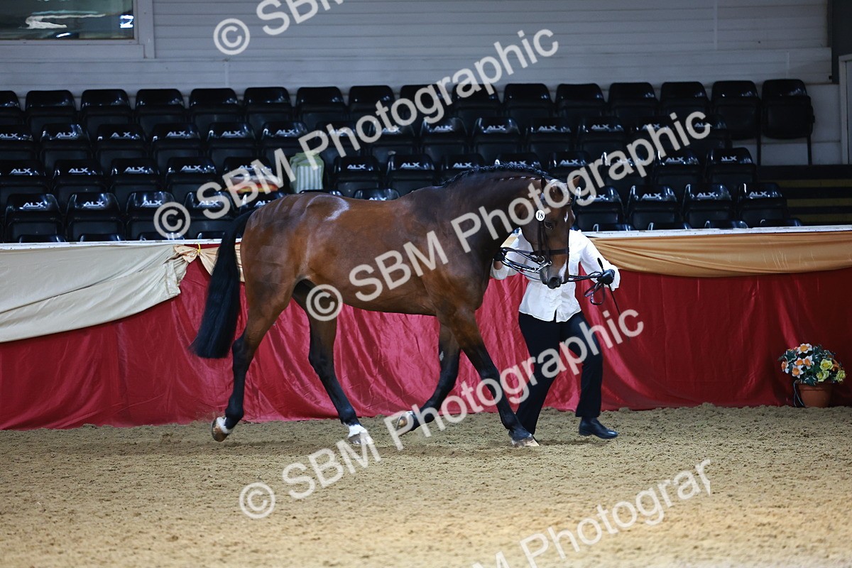 SBM_23079 - Class 903 - Supreme Final - IH Pre Vet