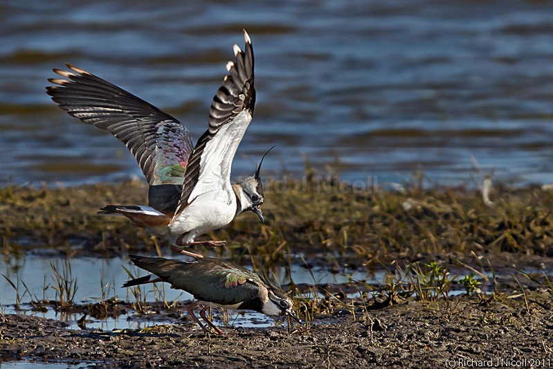 Lapwings (Vanellus vanellus) mating - Lapwing (Vanellus vanellus)