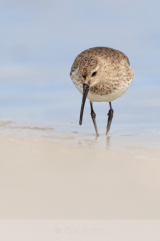 Dunlin foraging at lagoon edge, Fort De Soto Park, Florida - Dunlin