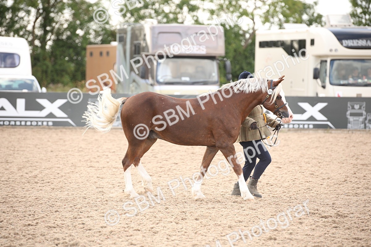 SBM_08270 - Class 27 - IH Competition Horse-Pony