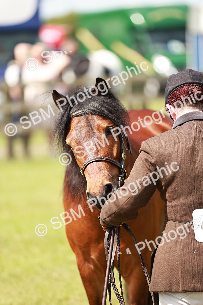 SBM_02526 - Class 14-23 - Mountain & Moorland In Hand Non Welsh