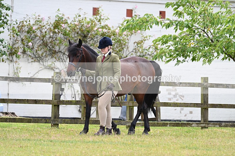 WJ7_6540 - Class 5 Handsome Gelding in hand