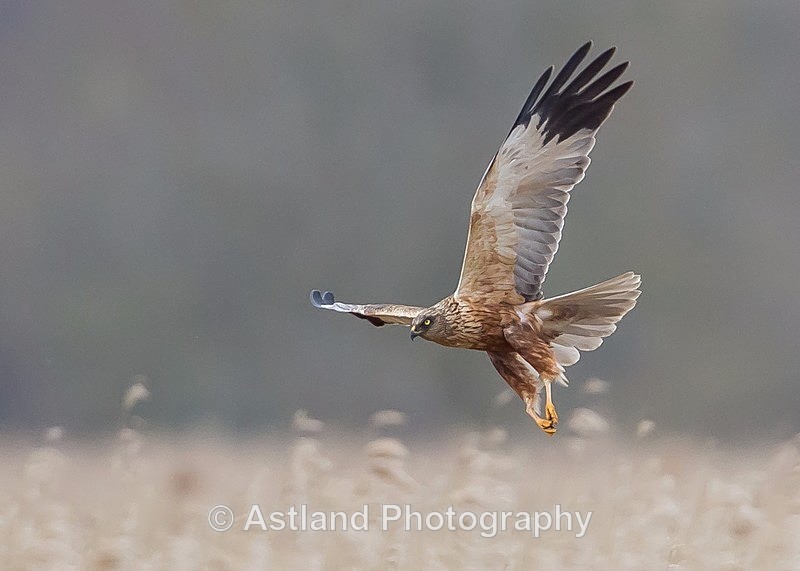 Astland Photography, Bird and Wildlife Images, Susan and Peter Wilson, U.K.