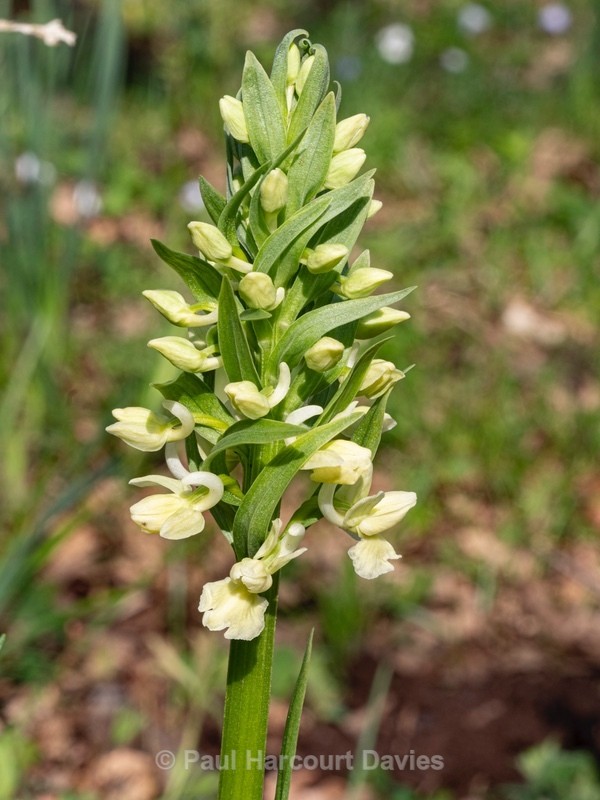Roman orchid (Dactylorhiza romana - Gargano - Wild Orchids