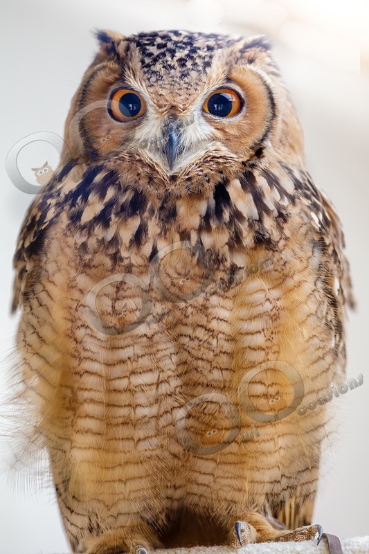 Savignys Eagle Owl Bubo Ascalaphus-7440 - Owls of the World