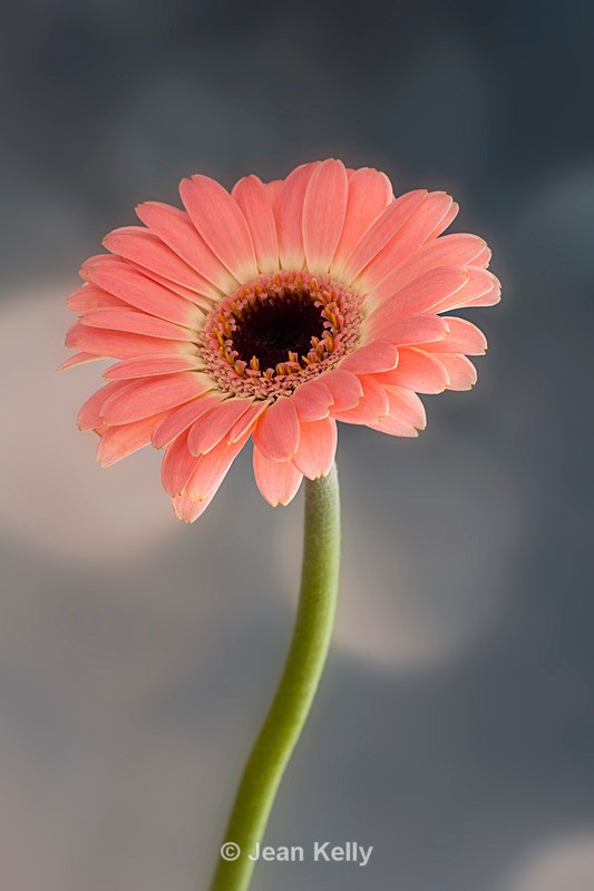 Single Pink Gerbera - DSC_1195 - Pink