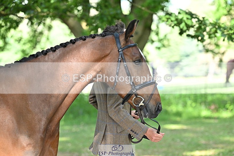 250521A-164634-01323 - C-258-Bill.Levett-ITALIAN.HARLEQUIN.NJ