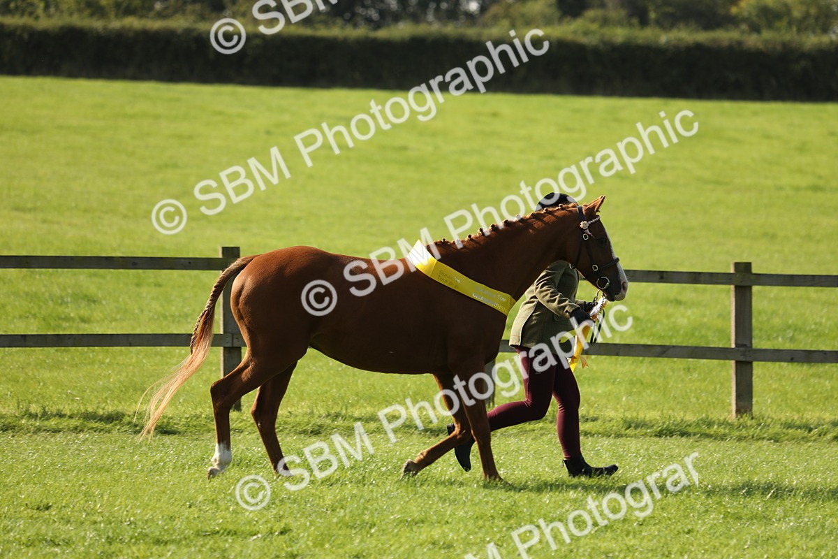 SBM_61068 - S44 - Part Bred Pony In hand