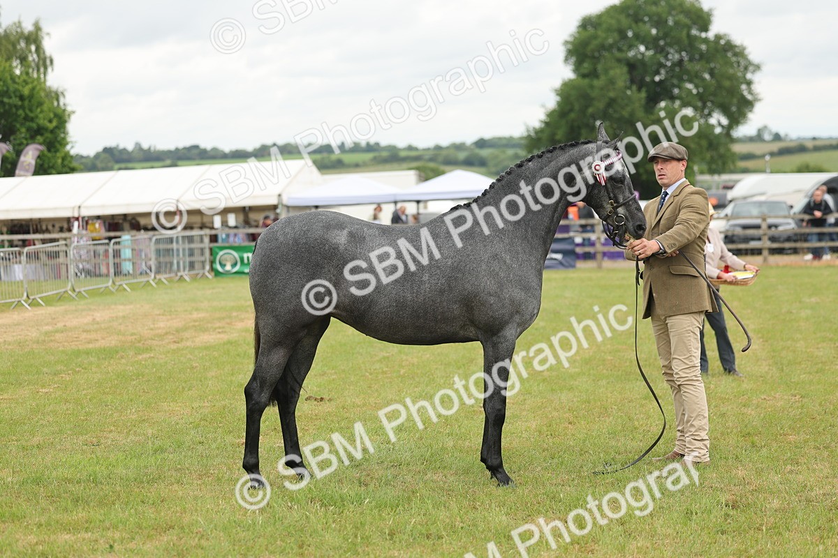 SBM_05493 - Class 68-73 - Riding Pony Breeding
