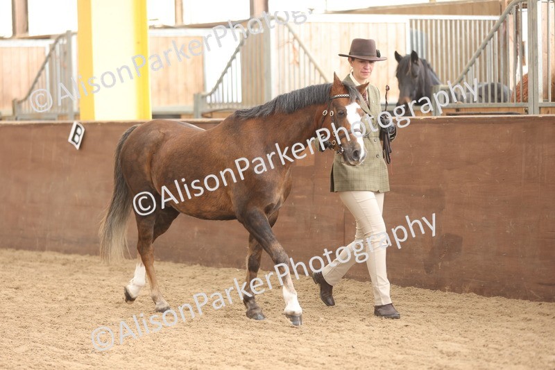 20251109-0589 - Class 22 - Geldings 4 Years and over