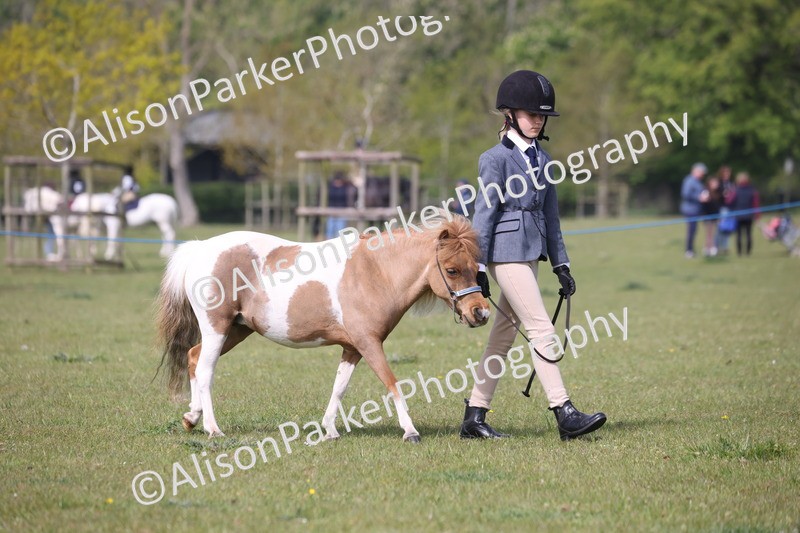 20260426-3127 - Class 26 - Shetland Ponies and Minitures