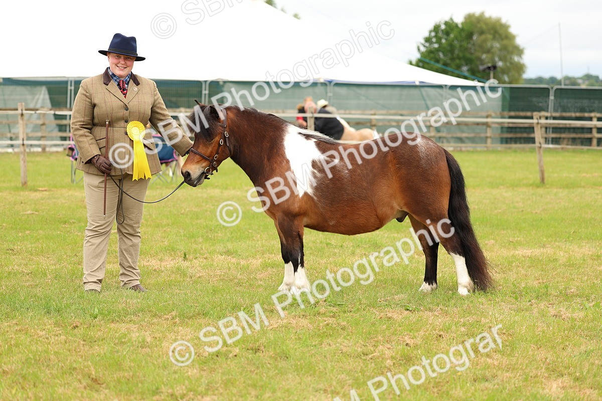 SBM_04405 - Class 64-67 - Shetland Pony In Hand