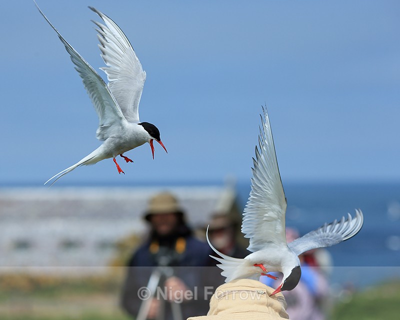 Arctic Tern pecking visitor's hat, Farne Islands - Arctic Tern