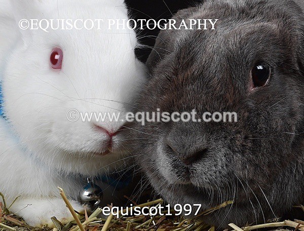 equiscot1997 - GIZMO & OSCAR