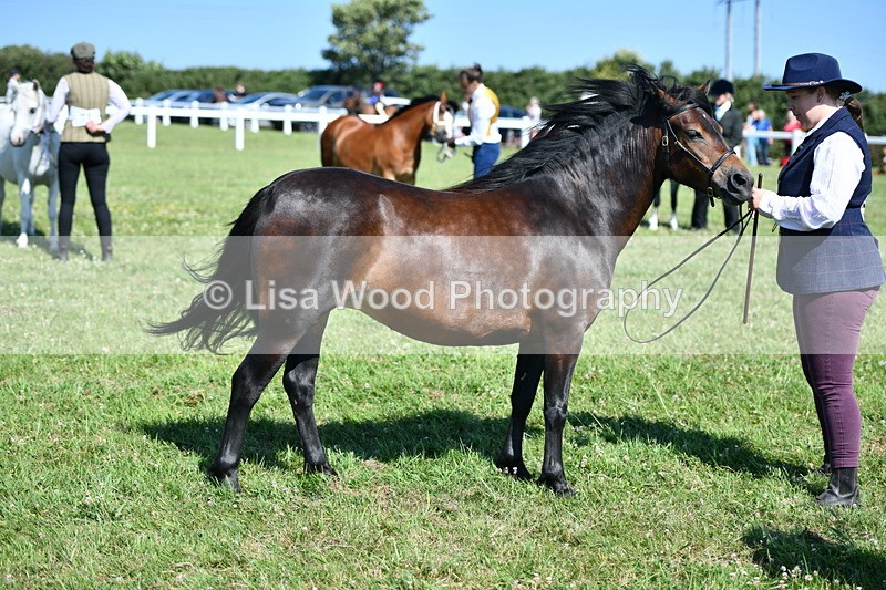 DSC_6478 - Class 53: NPS M&M 4 years and over Small Breeds