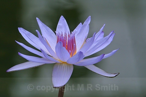 Purple Water Lily - MACRO & CLOSE UPS