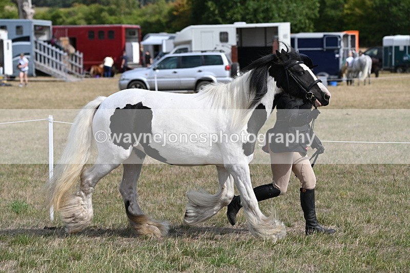 WJ6_6466 - Class 20 In-hand Cob