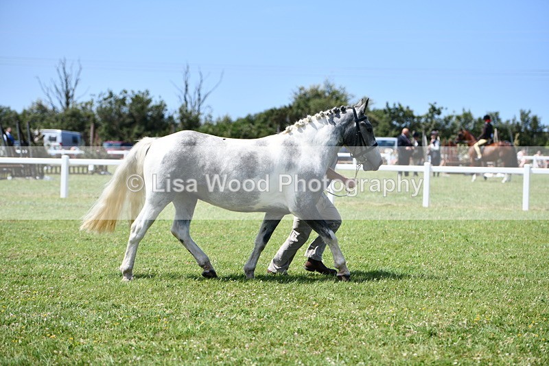 DSC_7463 - Class 63: Coloured Horse Youngstock