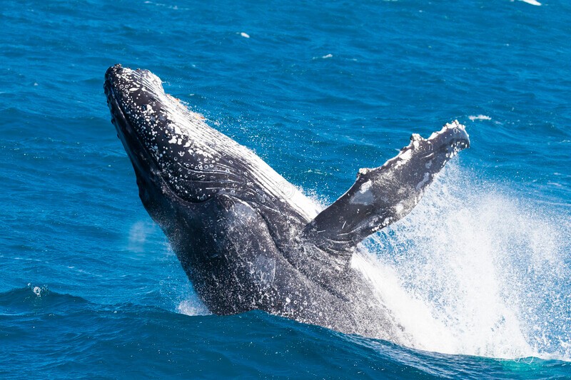 0A3A4620 - 2024 Hervey Bay Whales