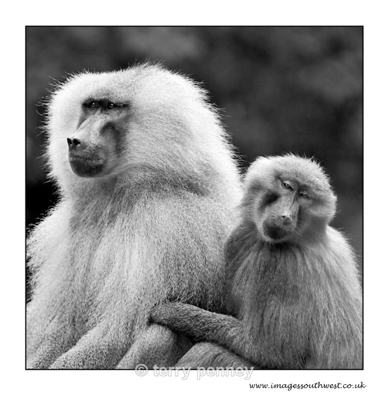 - Animals
