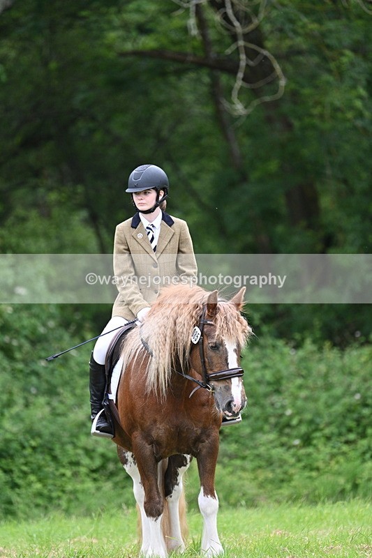 WJ7_4409 - Class 14B Prettiest Mare