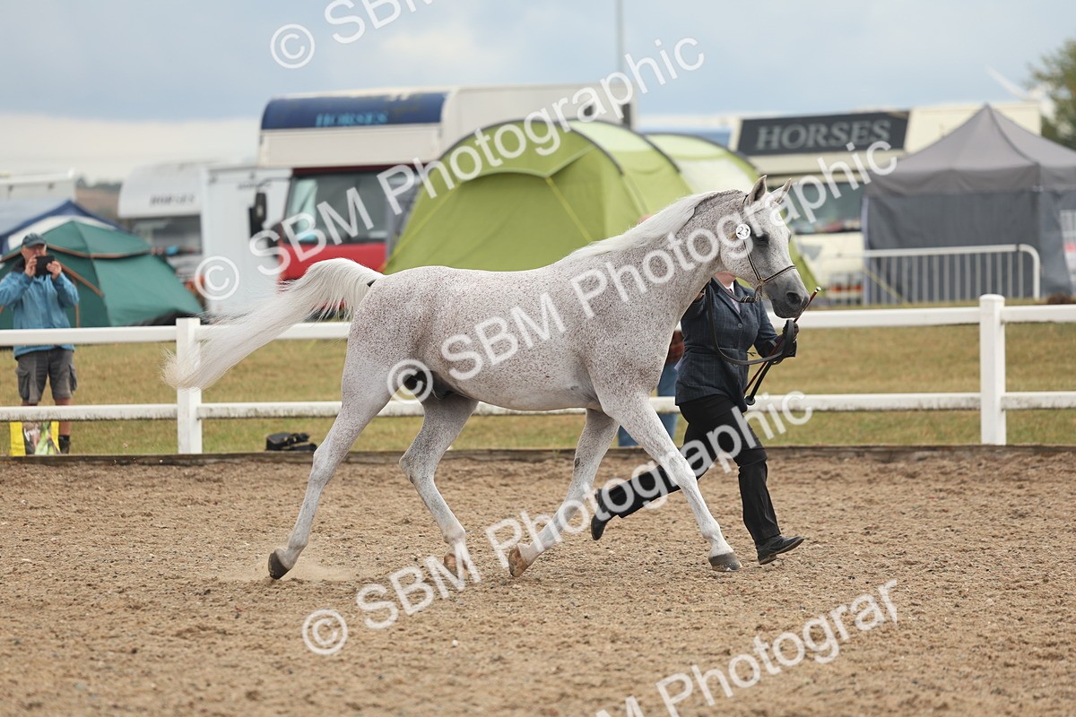 SBM_07917 - Class 28 - IH Veteran Horse