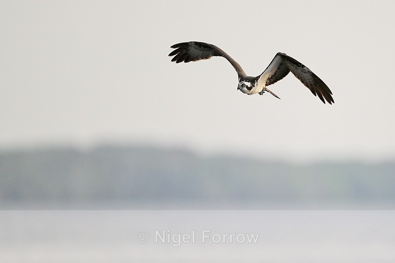Osprey over Blue Cypress Lake, Florida - Osprey