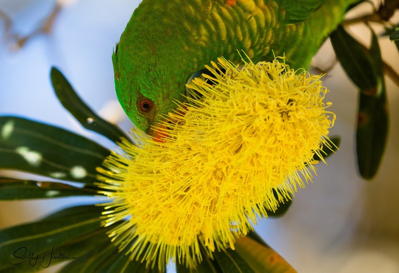 Scaly Breasted Lorikeet 4