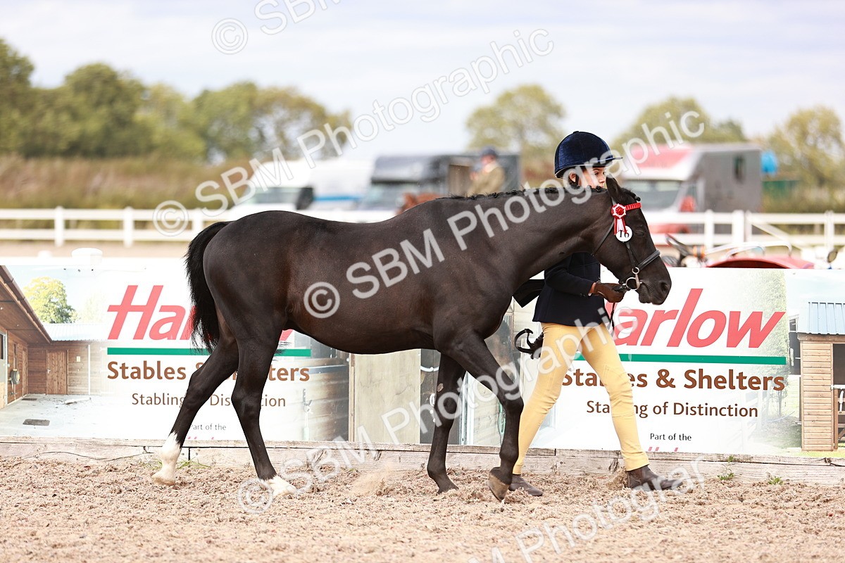 SBM_18297 - Class 417 - Handsome Gelding (IH or Ridden - JNR)