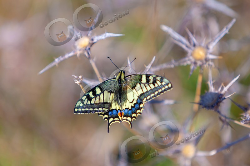 swallow tail butterfly Papilio machaon-1618 - Insects from around the world