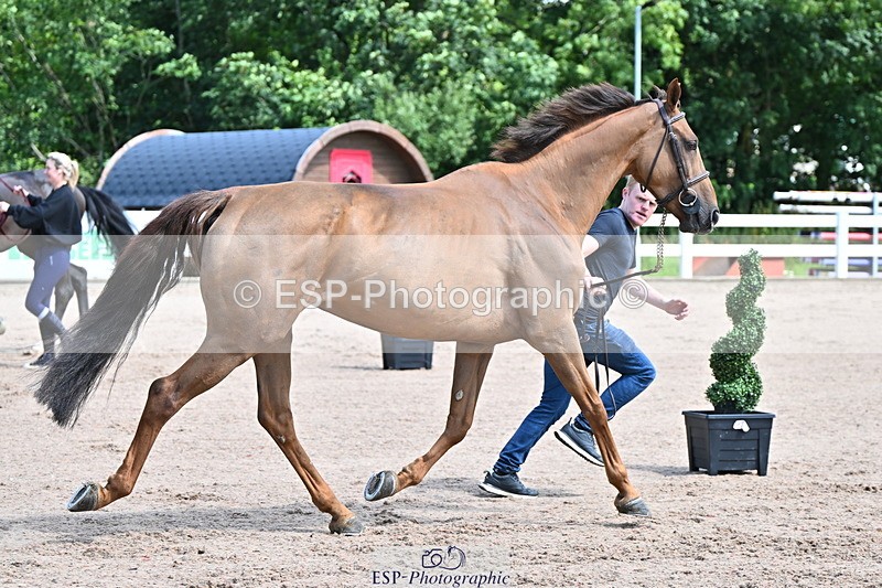 240718A-105238-00946 - Trot Up 11am to 12pm