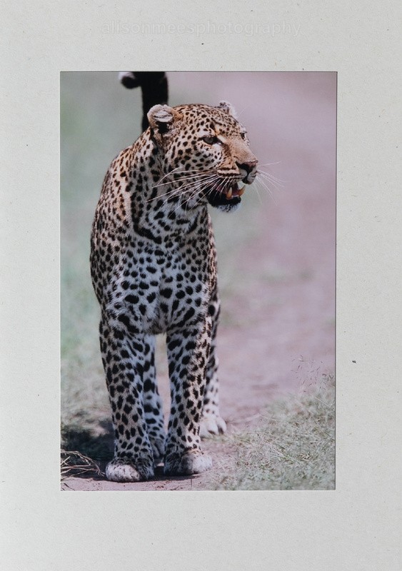 004 Leopard Walking - For Sale - Handmade Cards £2.50 each