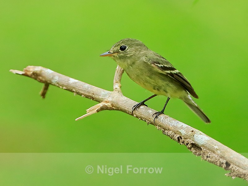 Least Flycatcher perched, Osa Peninsula, Costa Rica - Least Flycatcher